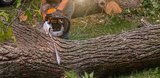 Best Tree Risk Assessment  in Daly City, CA