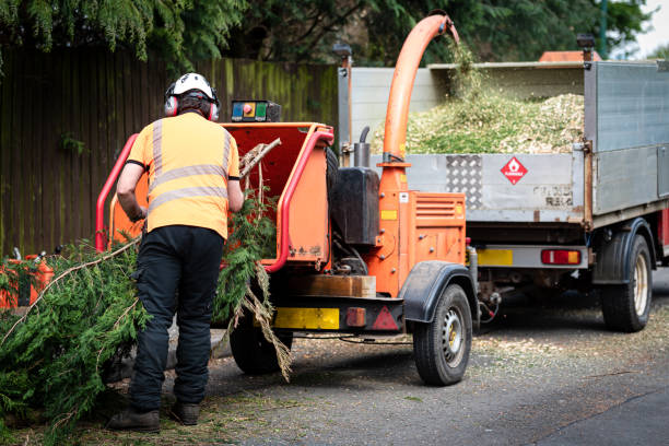 Best Tree Trimming and Pruning  in Daly City, CA