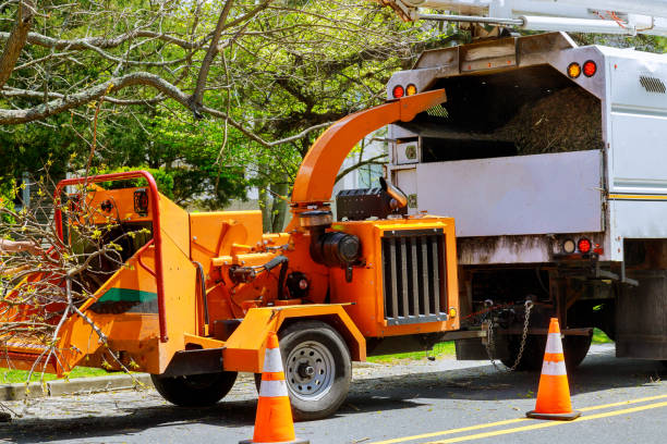 Best Tree Maintenance Programs  in Daly City, CA