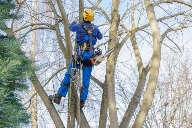 Best Arborist Consultation Services  in Daly City, CA