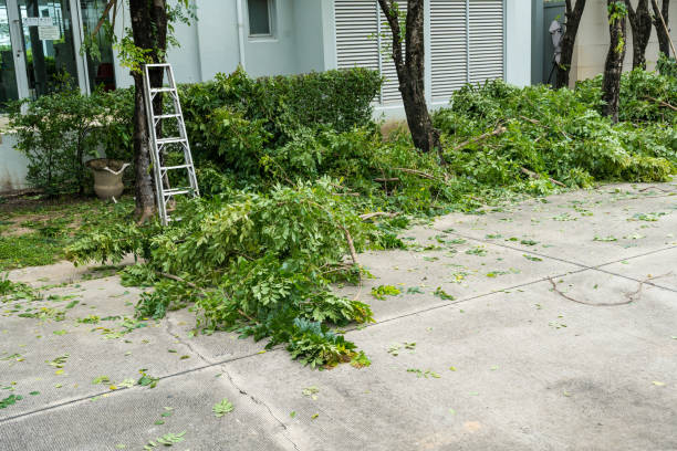 How Our Tree Care Process Works  in  Daly City, CA