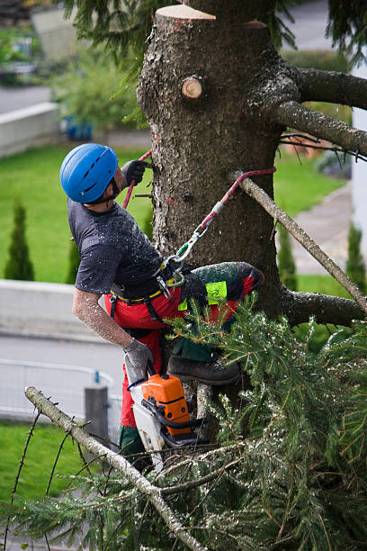 Professional Tree Removal in Daly City, CA