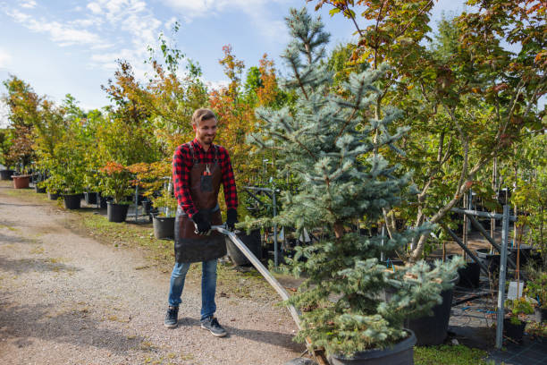 Best Weed Control  in Daly City, CA