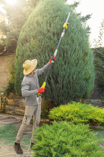 Best Sod Installation  in Daly City, CA