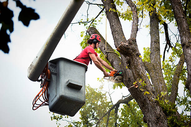 Best Emergency Tree Removal  in Daly City, CA