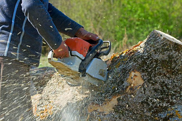  Daly City, CA Tree Removal Pros