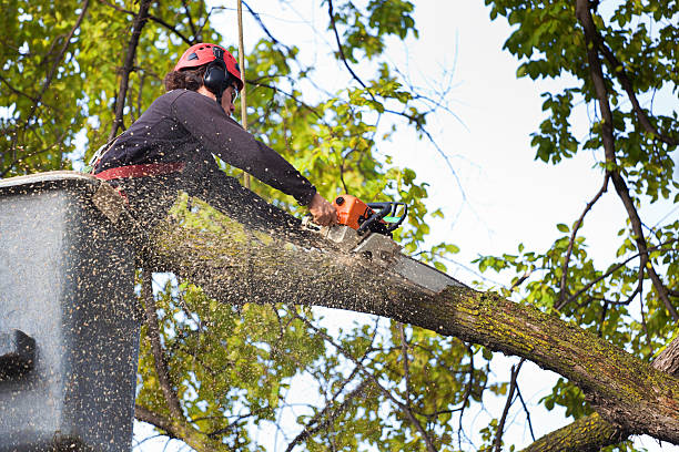 Best Utility Line Clearance  in Daly City, CA