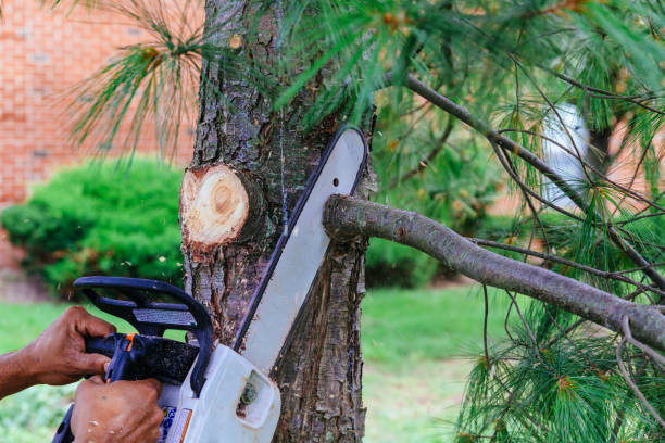 Best Hedge Trimming  in Daly City, CA